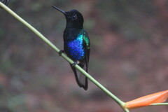 Boissonneaua jardini