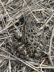 Pelophylax bedriagae