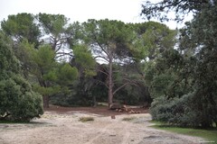 Quercus rotundifolia