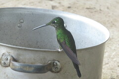 Heliodoxa imperatrix