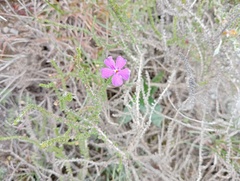 Jamesbrittenia microphylla