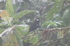 Entomodestes coracinus