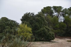 Quercus rotundifolia