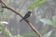 Iridophanes pulcherrimus