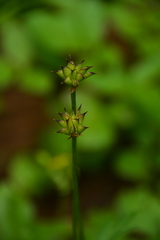 Trollius laxus