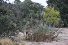 Quercus rotundifolia