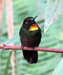 Heliangelus micraster