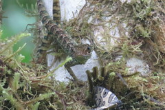 Anolis aequatorialis