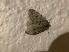 Epirrita autumnata