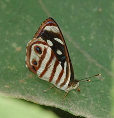 Dynamine gisella