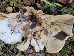 Lactarius controversus