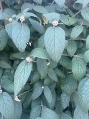 Viburnum × rhytidophylloides