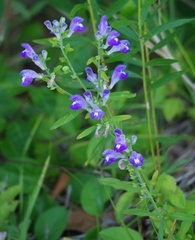 Scutellaria