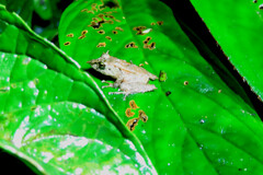 Pristimantis appendiculatus