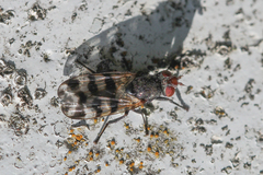 Ceroxys urticae