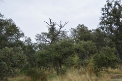 Quercus rotundifolia