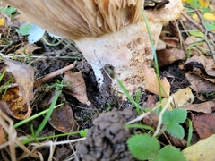 Lactarius controversus