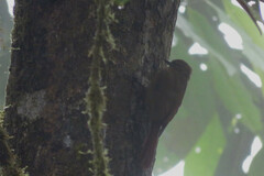 Glyphorynchus spirurus