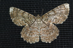 Amblychia subrubida