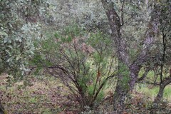 Quercus rotundifolia