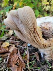 Lactarius controversus