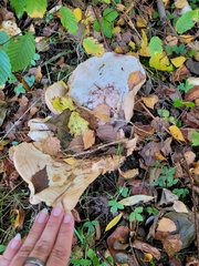 Lactarius controversus