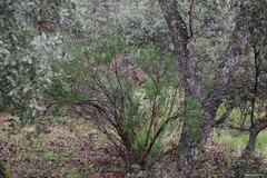 Quercus rotundifolia