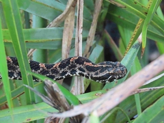 Sistrurus miliarius barbouri