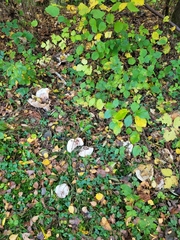 Lactarius controversus