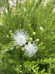 Myrtus communis