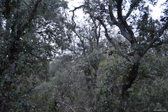 Quercus rotundifolia