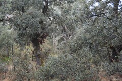 Quercus rotundifolia