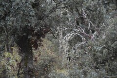 Quercus rotundifolia