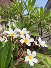 Plumeria