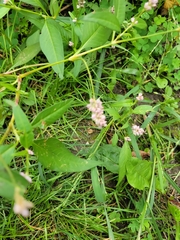 Persicaria pensylvanica