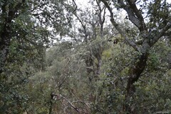 Quercus rotundifolia