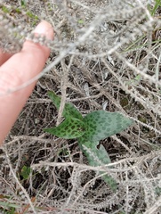 Ledebouria revoluta
