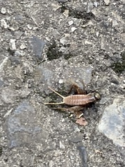 Gryllus pennsylvanicus