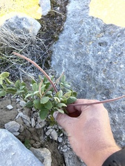 Mandevilla macrosiphon