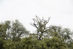 Quercus rotundifolia
