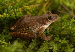 Scinax fuscovarius