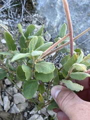 Mandevilla macrosiphon