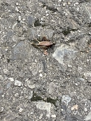 Gryllus pennsylvanicus