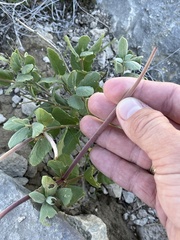 Mandevilla macrosiphon