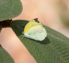 Pyrisitia venusta