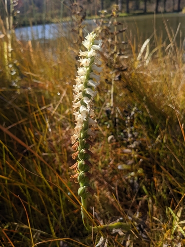 Image of Appalachian Ladies’ Tresses (Spiranthes arcisepala) by (c) Alina Martin, some rights reserved (CC BY)