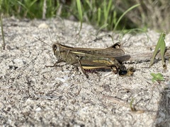 Eyprepocnemis plorans