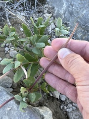 Mandevilla macrosiphon