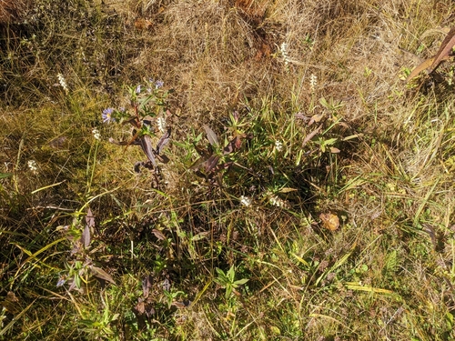 Image of Appalachian Ladies’ Tresses (Spiranthes arcisepala) by (c) Alina Martin, some rights reserved (CC BY)