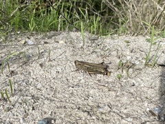 Eyprepocnemis plorans